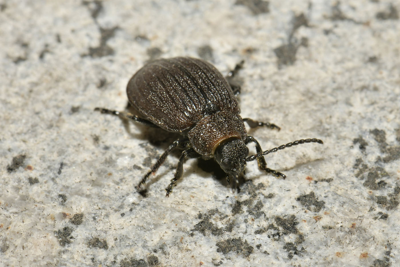 Chrysomelidae: Galeruca pomonae (cf.)